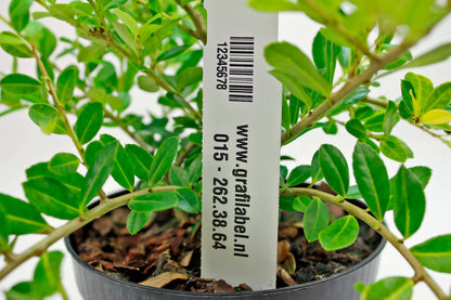 Wit Steeketiket / Plantenlabel PVC350µ - 10 x 1,7cm 